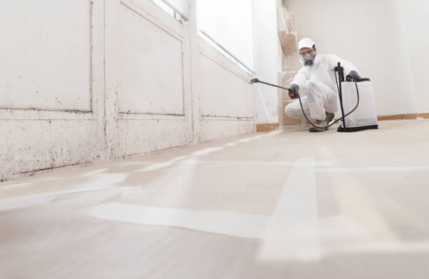 24/7 Emergency Black Mold Remediation experts in Forest Lake, MN