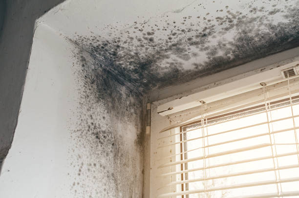 Affordable Black Mold Remediation solutions in Forest Lake, MN